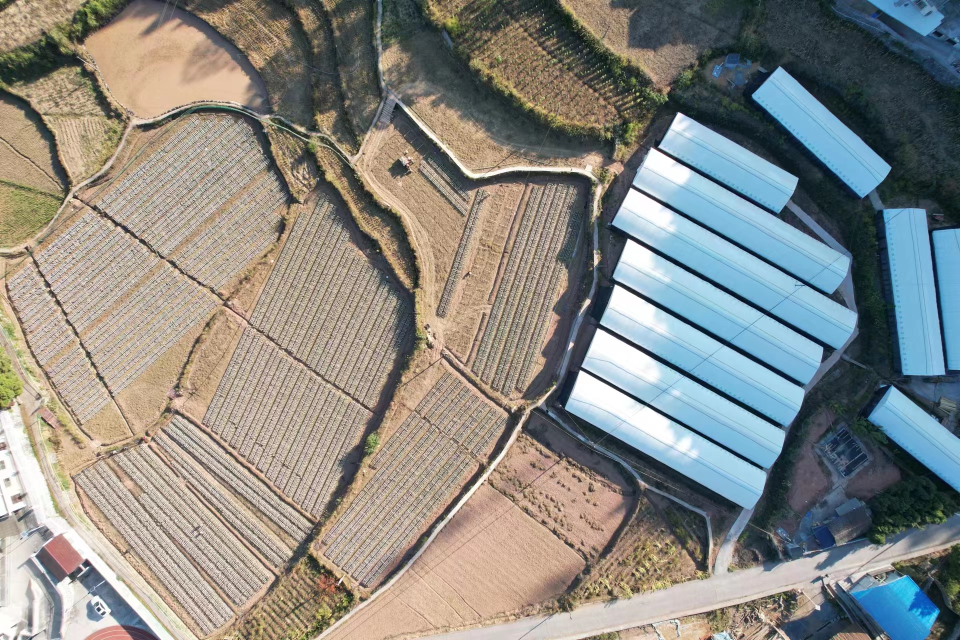 大水坪村黑木耳生產(chǎn)示范基地