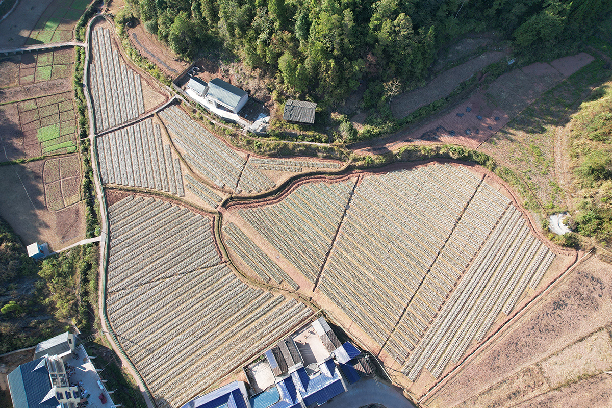 白泥塘村黑木耳種植基地